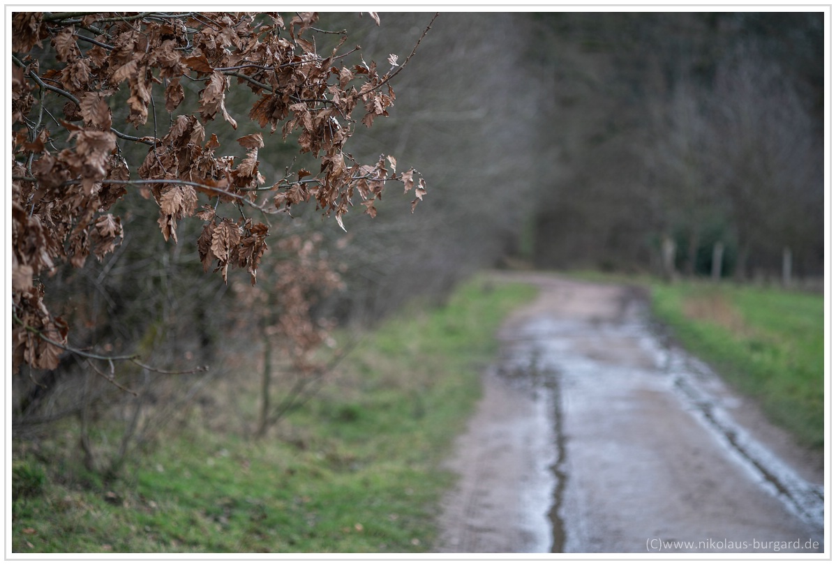 Name:  300kb_Rolleinar 105mm f2.8 Wehrden 013.jpg
Hits: 932
Gre:  272,5 KB