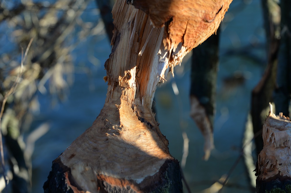 Name:  DSC_4271.jpg
Hits: 623
Gre:  209,3 KB