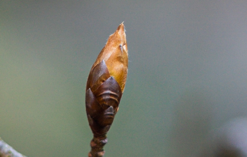 Name:  Crop Knospe.jpg
Hits: 475
Gre:  110,0 KB