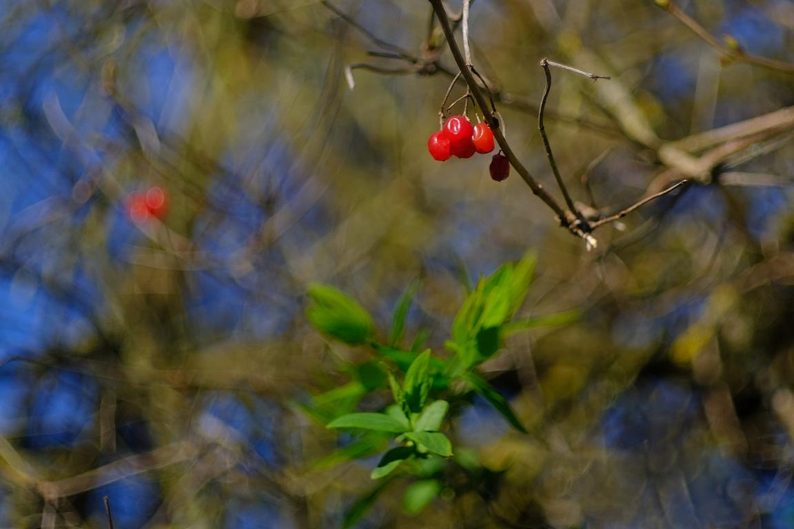 Name:  K1024_DSCF1854A_sh.JPG
Hits: 351
Gre:  80,1 KB