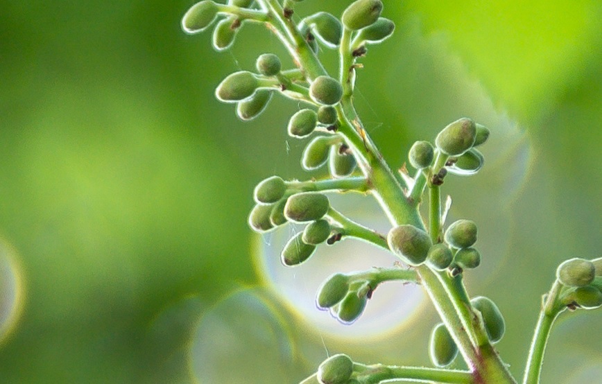 Name:  Crop Kastanienblte.jpg
Hits: 588
Gre:  138,1 KB
