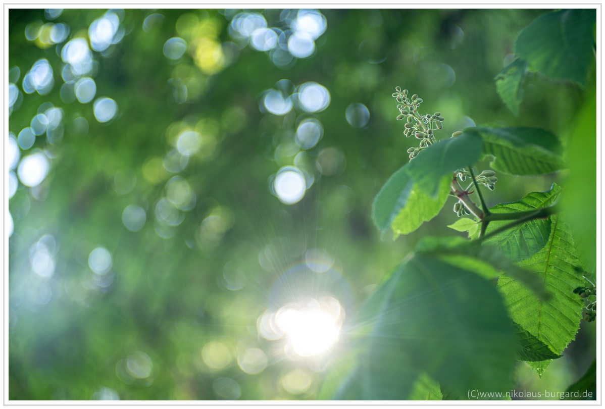 Name:  300kb_DSC00908.jpg
Hits: 564
Gre:  266,8 KB