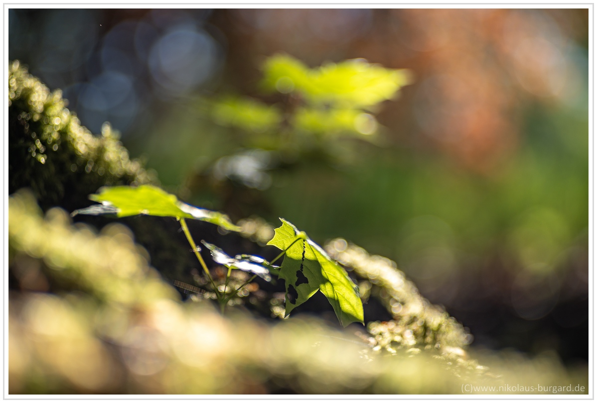 Name:  300kb_DSC00902.jpg
Hits: 544
Gre:  276,3 KB