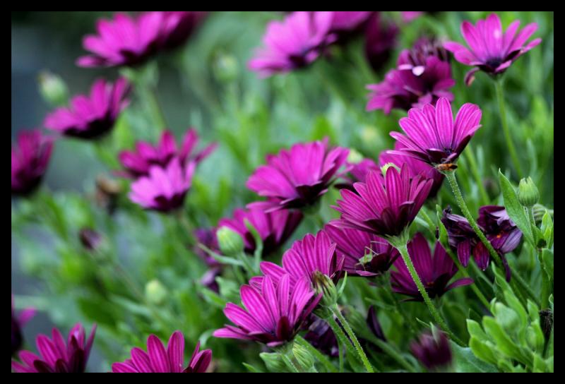 Name:  jupiter37AM_macro&.jpg
Hits: 2465
Gre:  57,6 KB