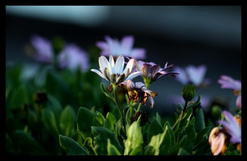 Name:  jupiter37AM_macro&.jpg
Hits: 2439
Gre:  37,5 KB