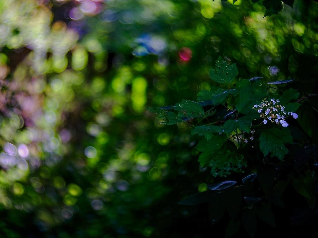 Name:  K1024_DSCF1923B.JPG
Hits: 617
Gre:  173,9 KB