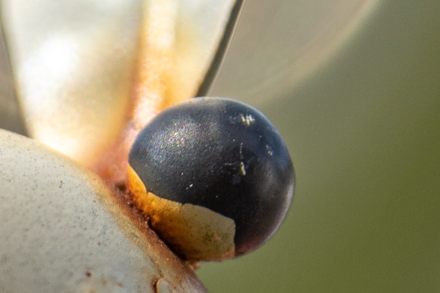Name:  Crop Auge.jpg
Hits: 350
Gre:  120,7 KB