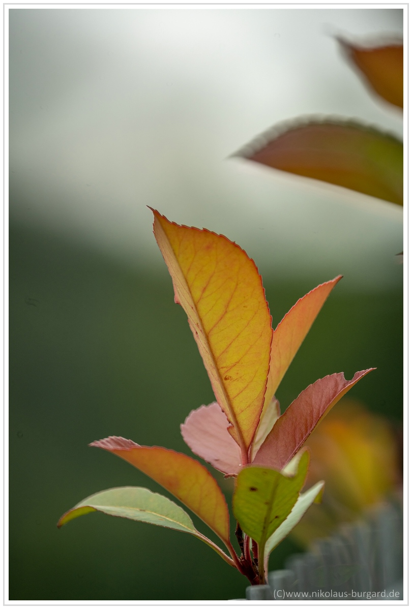 Name:  300kb_DSC02749.jpg
Hits: 348
Gre:  255,0 KB