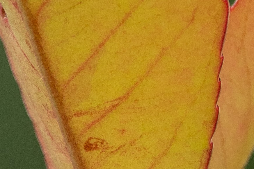 Name:  Crop Blatt.jpg
Hits: 342
Gre:  176,2 KB