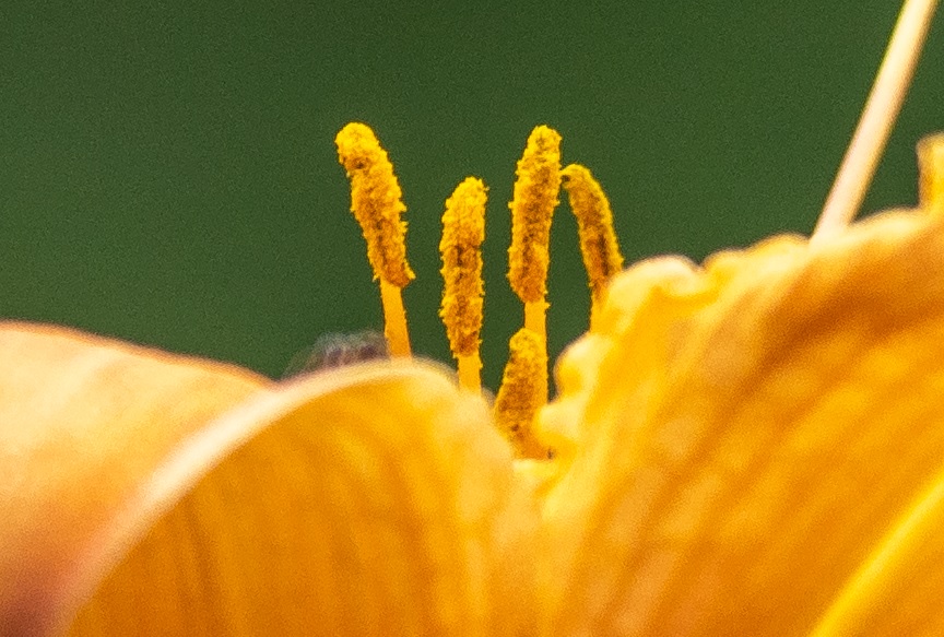 Name:  Crop Bltenstempel.jpg
Hits: 358
Gre:  175,1 KB