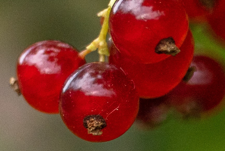 Name:  Crop Beere.jpg
Hits: 357
Gre:  222,7 KB