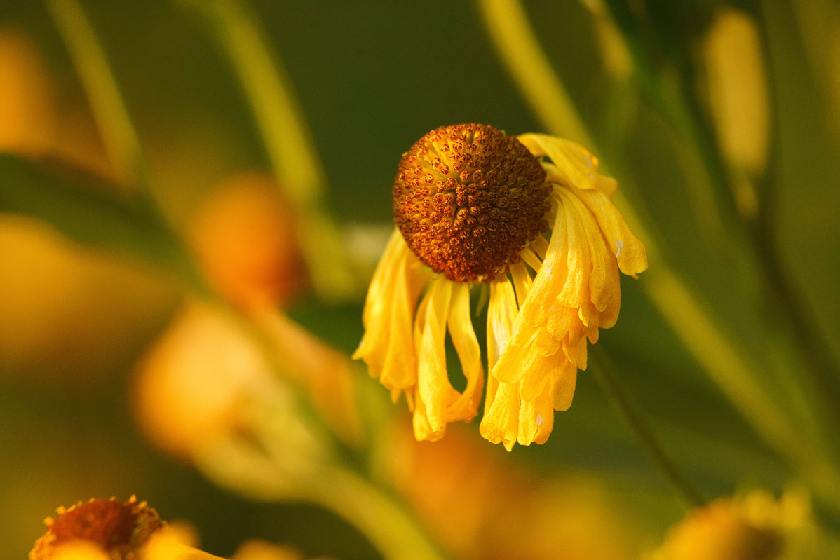 Name:  Blumen-und-Bienen-mit-Contax-VS-100-300-(74)--_R_35159.jpg
Hits: 742
Gre:  125,8 KB