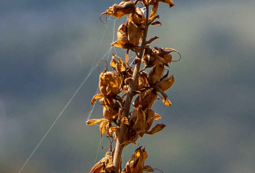 Name:  Crop Pflanze Steinbruch f1.6.jpg
Hits: 1004
Gre:  147,5 KB