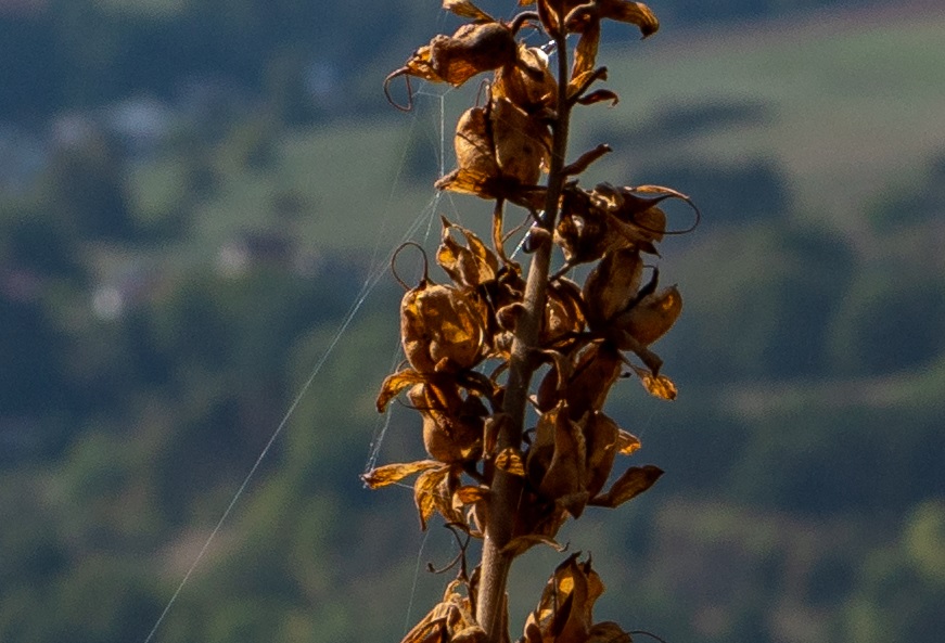 Name:  Crop Pflanze Steinbruch f8.jpg
Hits: 1034
Gre:  157,8 KB