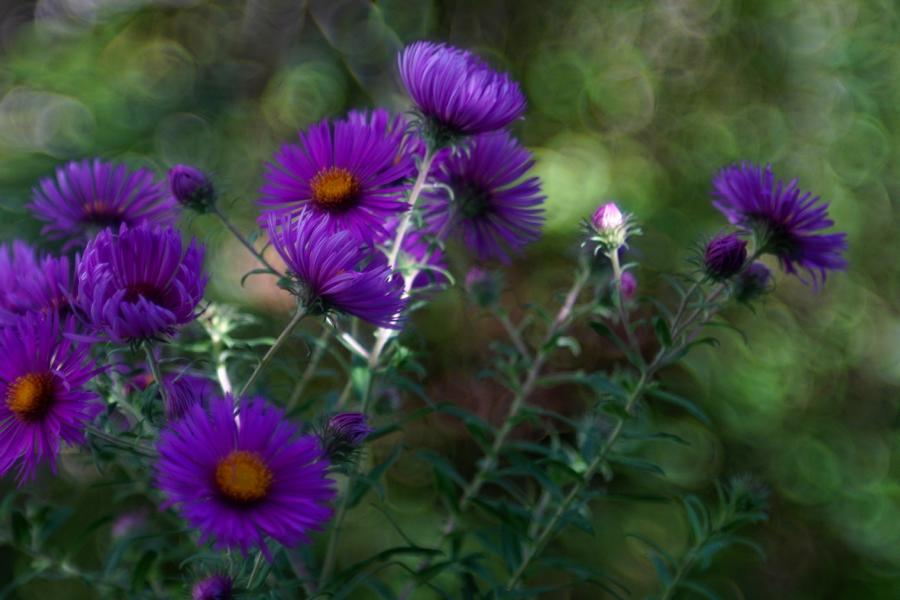 Name:  K800_DSC01660A1.JPG
Hits: 234
Gre:  100,5 KB