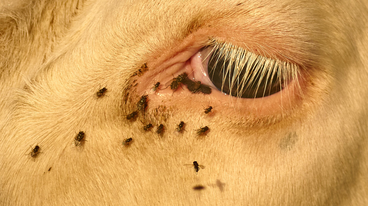 Name:  DSC03058Schneider-Kr. Componon 5.6 150 Rind  Auge 55% c.o..jpg
Hits: 274
Gre:  278,3 KB