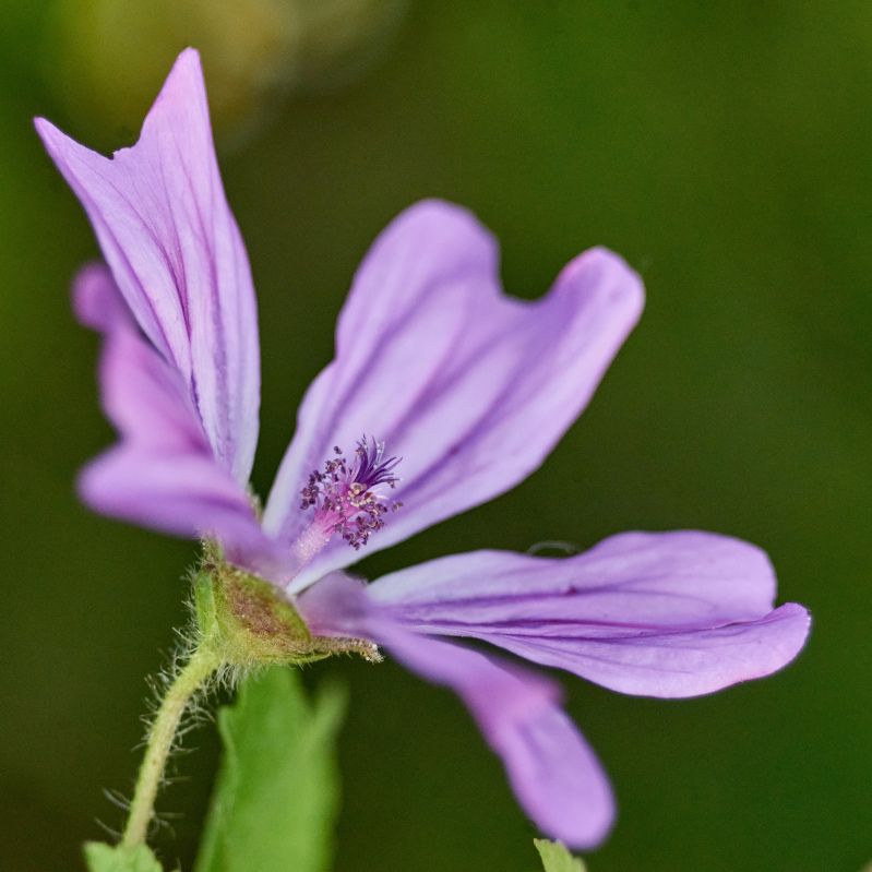 Name:  DSC03097Schneider-Kr. Componon 5.6 150  Blume Malve evtl.  c.o..jpg
Hits: 279
Gre:  253,4 KB