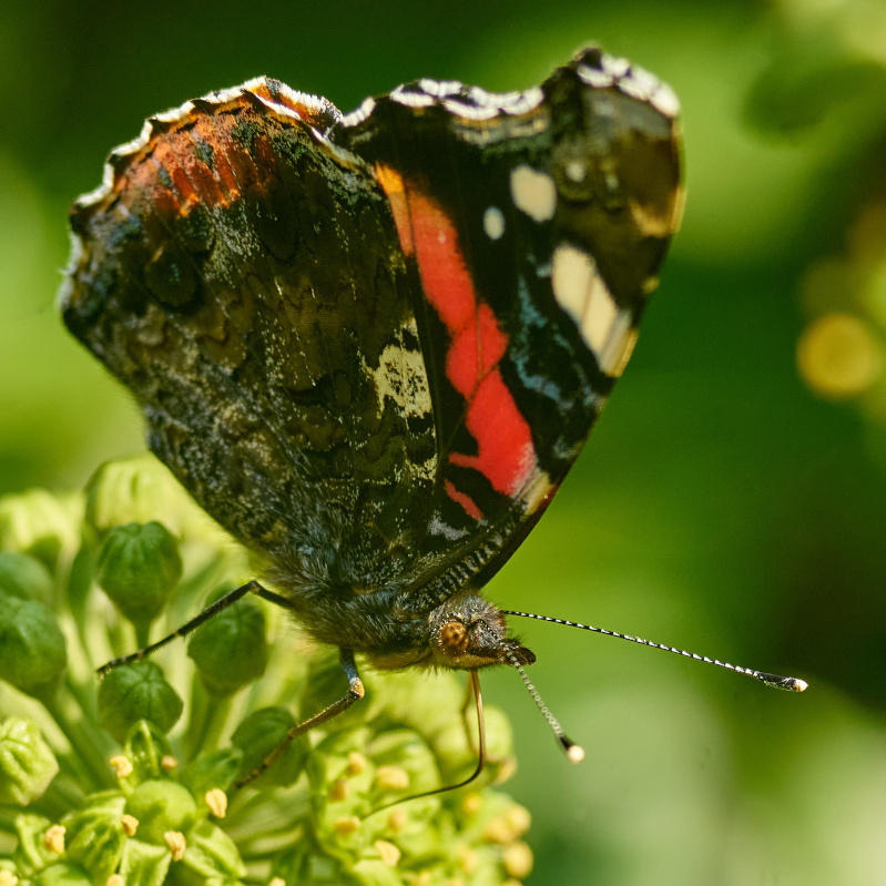 Name:  DSC03227Schneider Kreuzn. Componon 5.6 150 Schmetterling Admiral  c.o..jpg
Hits: 260
Gre:  260,7 KB