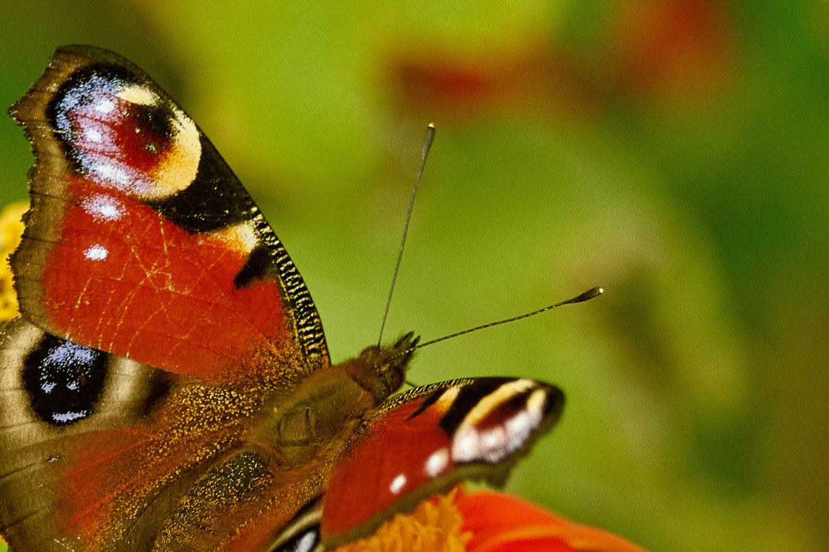 Name:  DSC03100Schneider-Kr. Componon 5.6 150 51%  Schmetterling Tagpfauenauge   c.o..jpg
Hits: 282
Gre:  275,1 KB