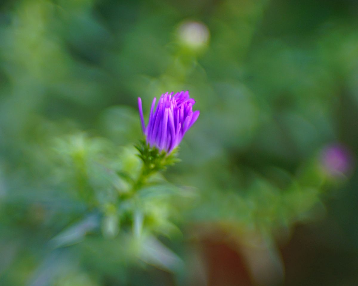 Name:  _DSC5686crop.jpg
Hits: 633
Gre:  104,1 KB