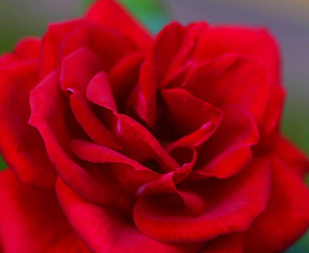 Name:  _DSC5693crop.jpg
Hits: 636
Gre:  105,1 KB