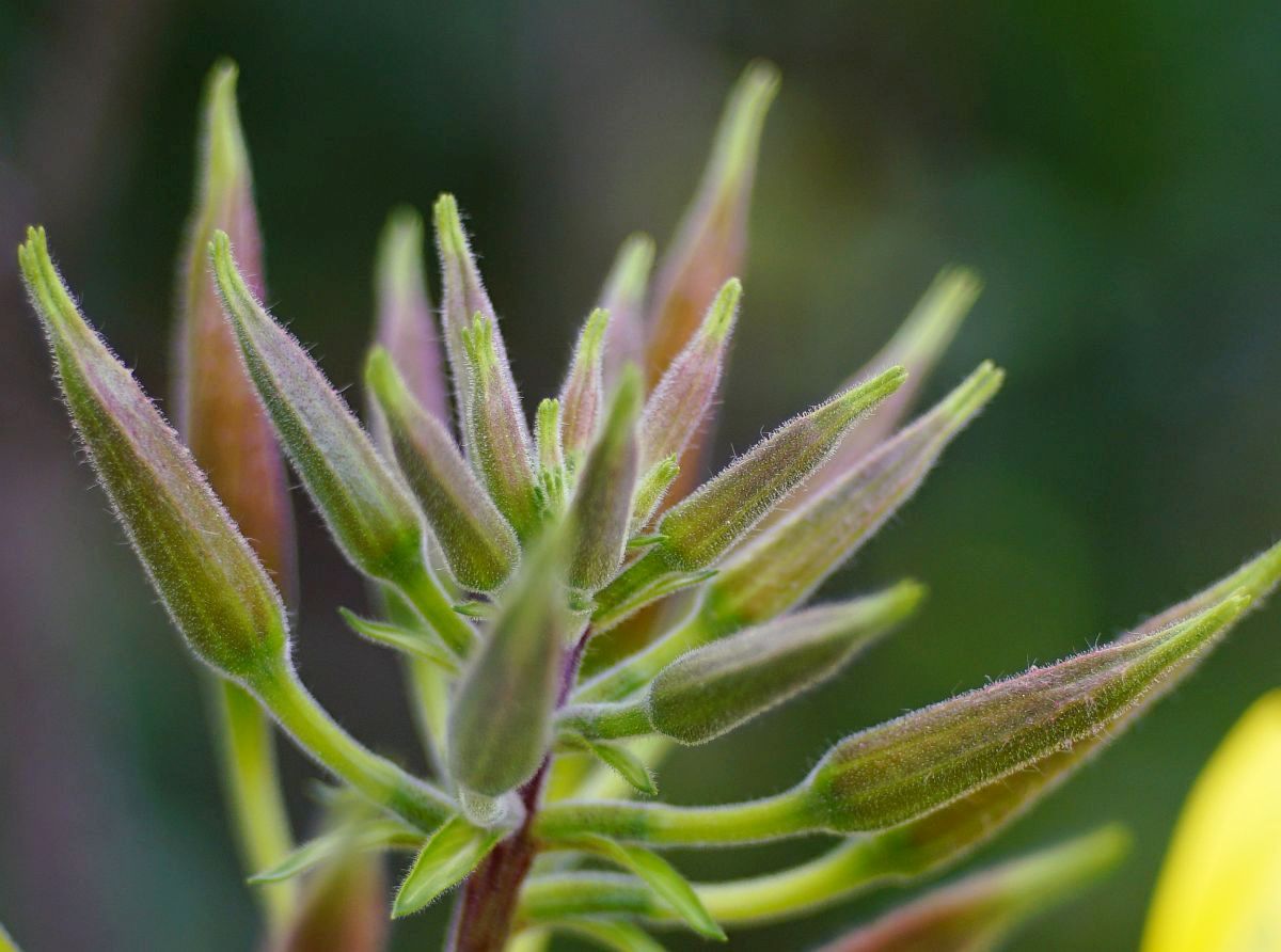 Name:  _DSC5695crop.jpg
Hits: 653
Gre:  150,7 KB