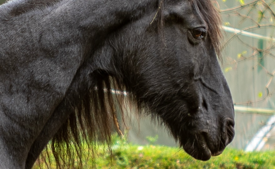 Name:  Crop Pferd.jpg
Hits: 789
Gre:  159,9 KB