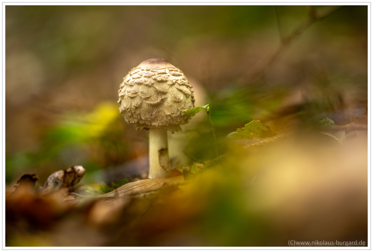 Name:  300kb_DSC04552.jpg
Hits: 346
Gre:  286,1 KB