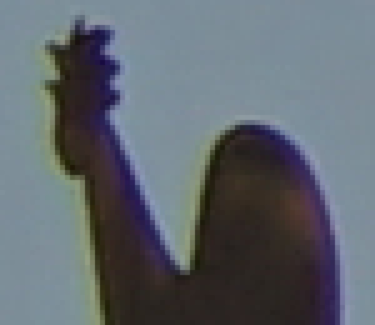 Name:  crop_8_1000.1.jpg
Hits: 429
Gre:  82,1 KB