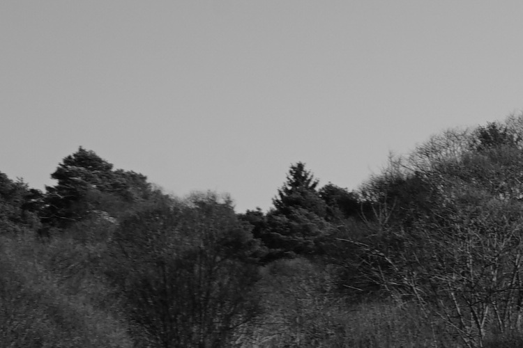 Name:  DSC00678_11_olCrop.JPG
Hits: 559
Gre:  104,1 KB