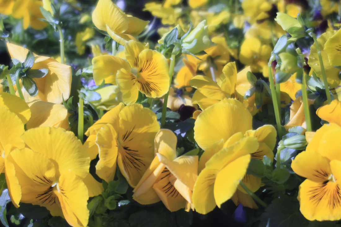 Name:  _MG_1945.jpg
Hits: 385
Größe:  295,4 KB