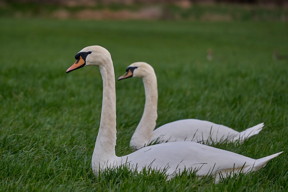 Name:  DSC00250Olympus 5 100-200 Schwan  Weserradweg .co kl.jpg
Hits: 180
Gre:  530,0 KB