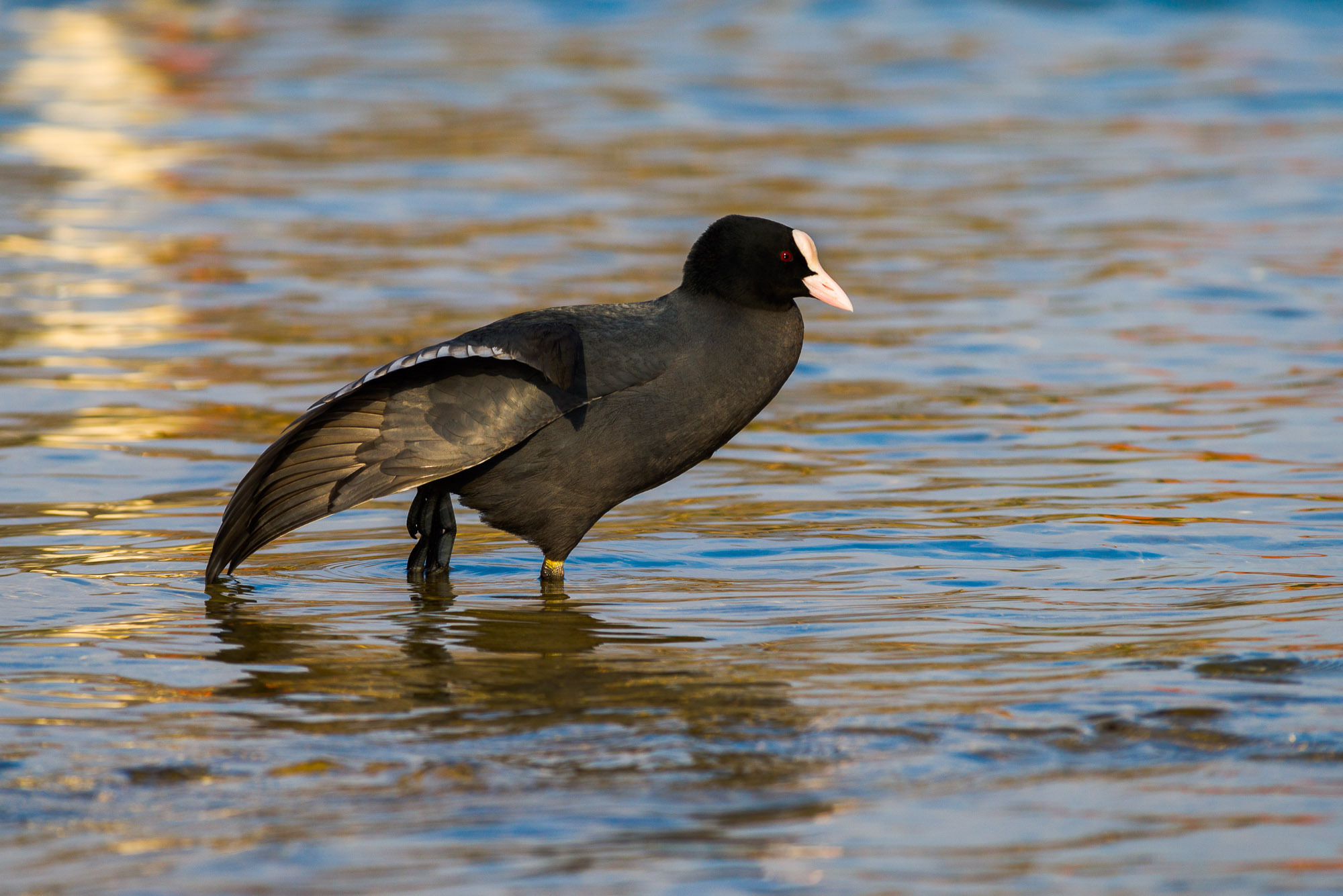 Name:  Vögel-04.jpg
Hits: 518
Gre:  458,1 KB