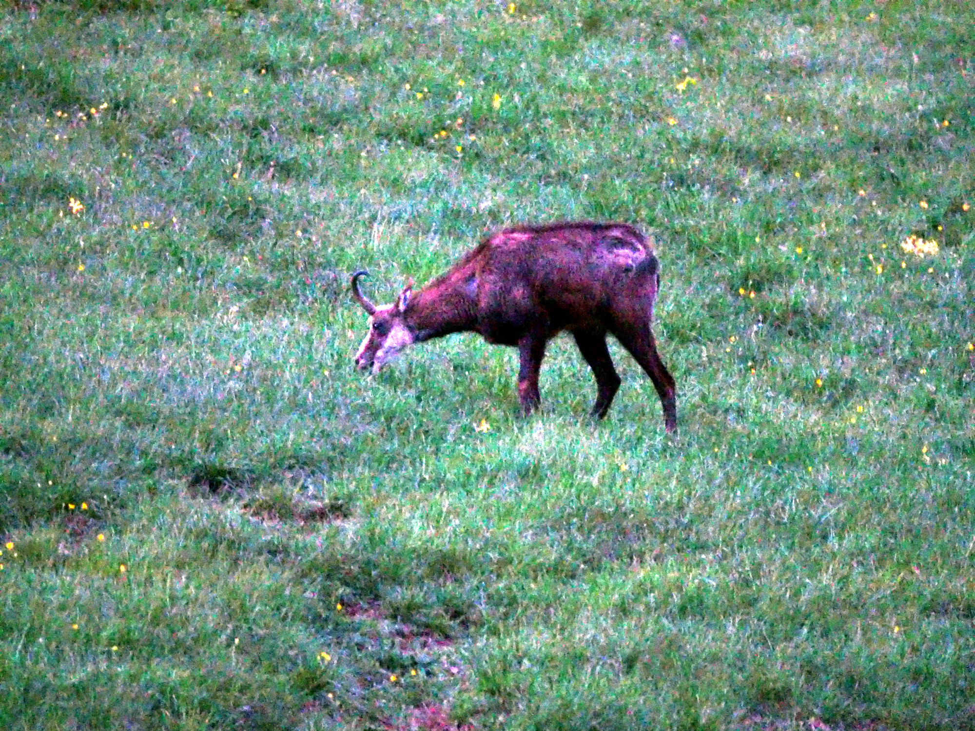 Name:  chamois.jpg
Hits: 445
Gre:  1,42 MB