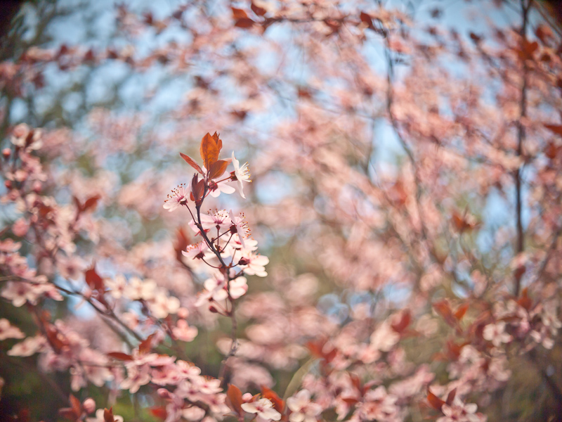 Name:  fruehling_k-8..JPG
Hits: 952
Gre:  292,0 KB