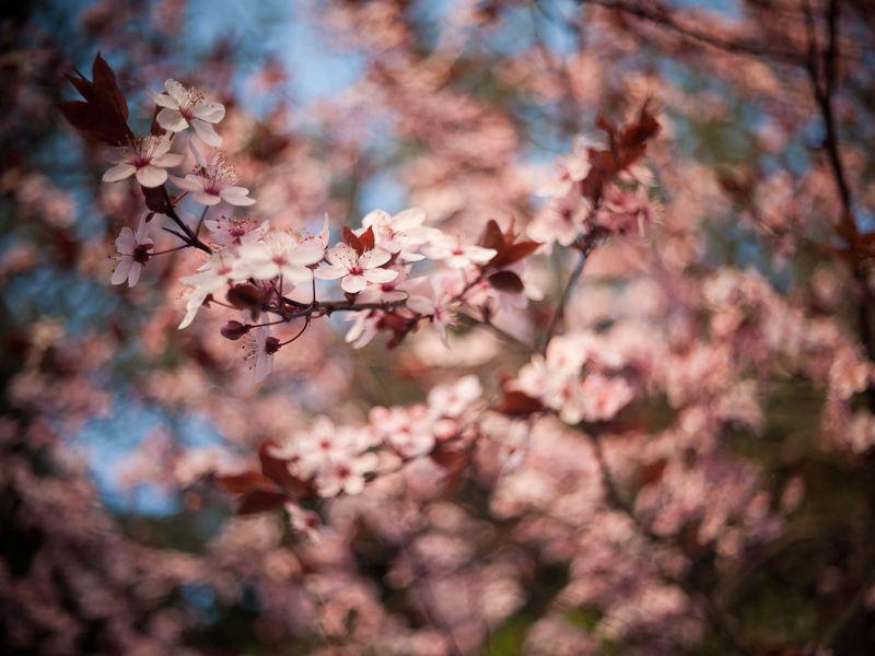 Name:  fruehling_k-5..JPG
Hits: 931
Gre:  257,8 KB
