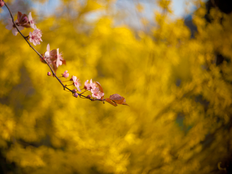 Name:  fruehling_k-4..JPG
Hits: 946
Gre:  213,9 KB