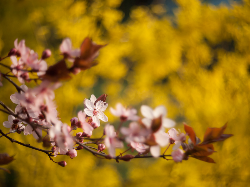 Name:  fruehling_k-3..JPG
Hits: 968
Gre:  229,9 KB