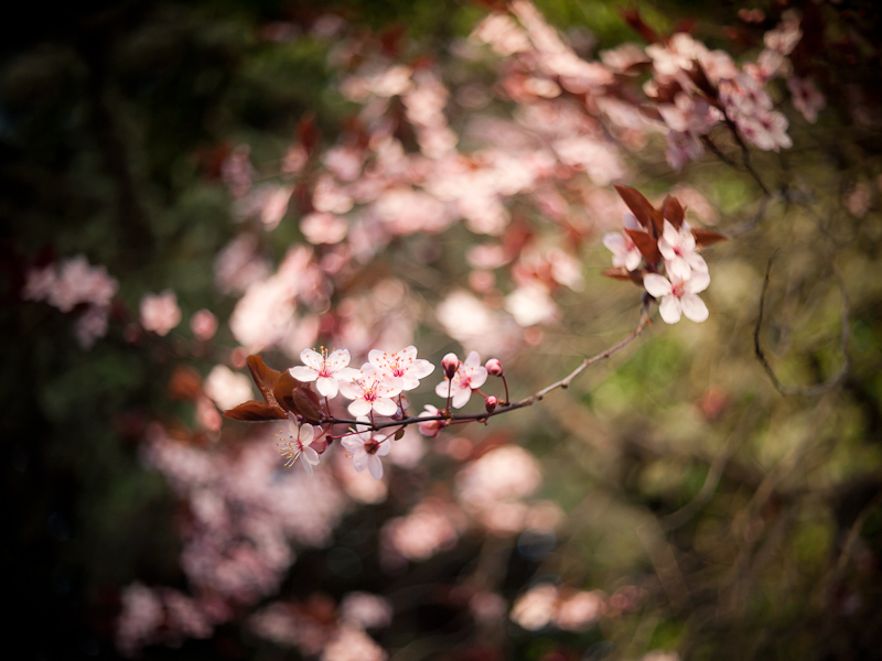 Name:  fruehling_k-2..JPG
Hits: 930
Gre:  222,2 KB