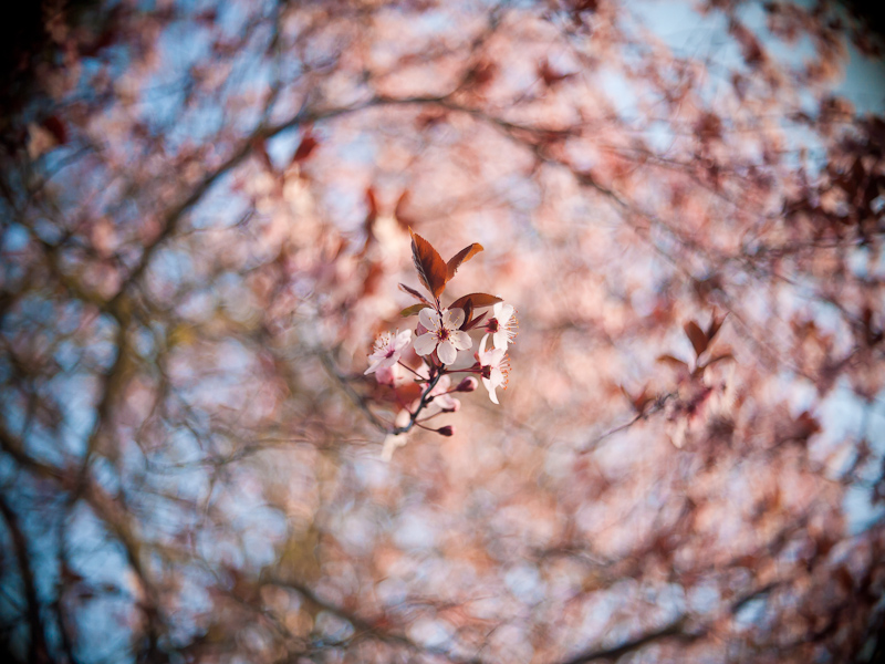 Name:  fruehling_k-1..JPG
Hits: 960
Gre:  286,6 KB