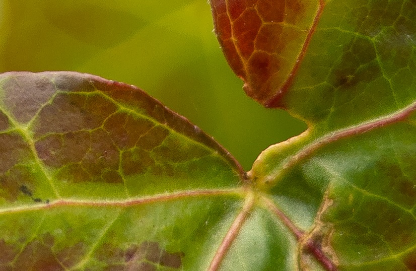 Name:  Crop Nahbereich Helicoid 35mm.jpg
Hits: 363
Gre:  170,6 KB