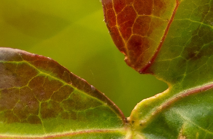 Name:  Crop Nahbereich Helicoid 50mm.jpg
Hits: 357
Gre:  178,9 KB