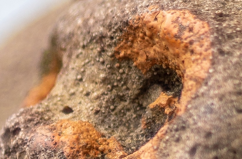 Name:  Crop Auge 50mm.jpg
Hits: 357
Gre:  219,0 KB