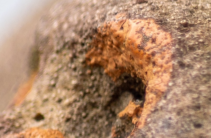 Name:  Crop Auge 70mm.jpg
Hits: 349
Gre:  216,9 KB