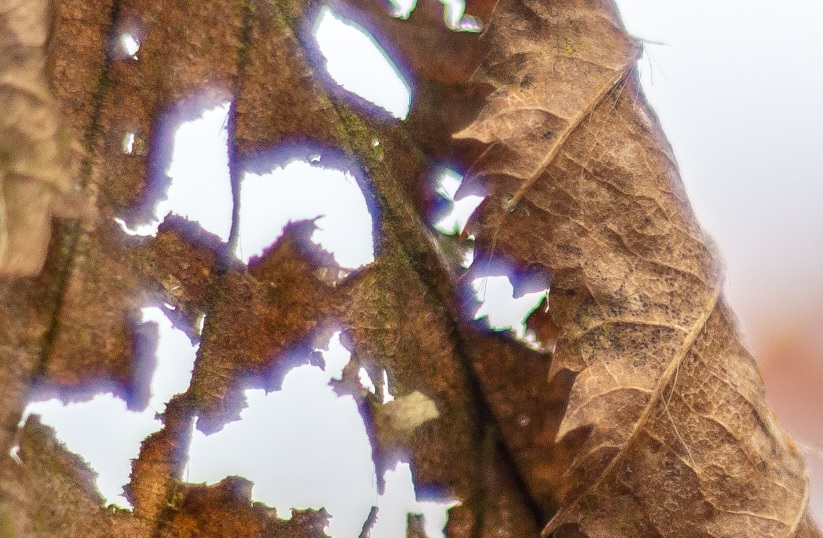 Name:  Crop Cas 35mm.jpg
Hits: 380
Gre:  188,5 KB