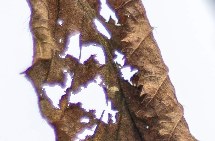 Name:  Crop Cas 70mm.jpg
Hits: 355
Gre:  152,7 KB
