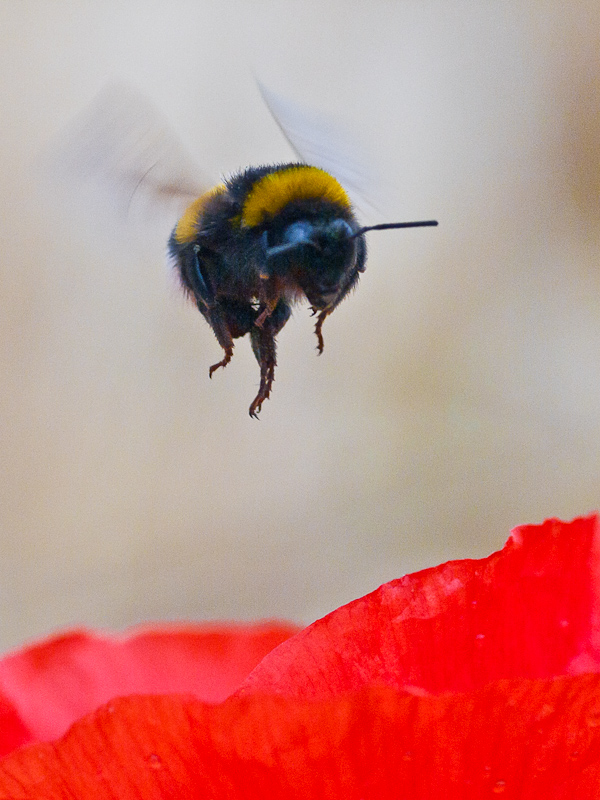 Name:  hummel_k1..JPG
Hits: 1050
Gre:  256,3 KB