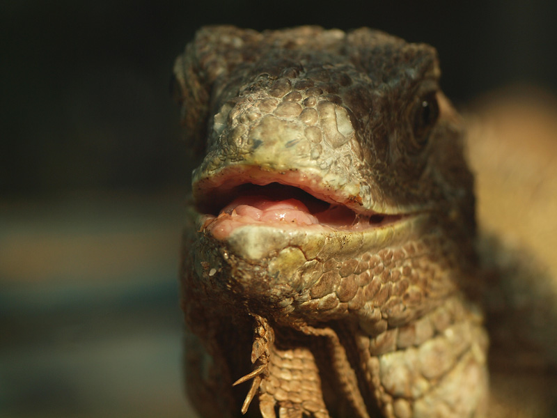 Name:  echseP6022040..jpg
Hits: 1062
Größe:  122,1 KB