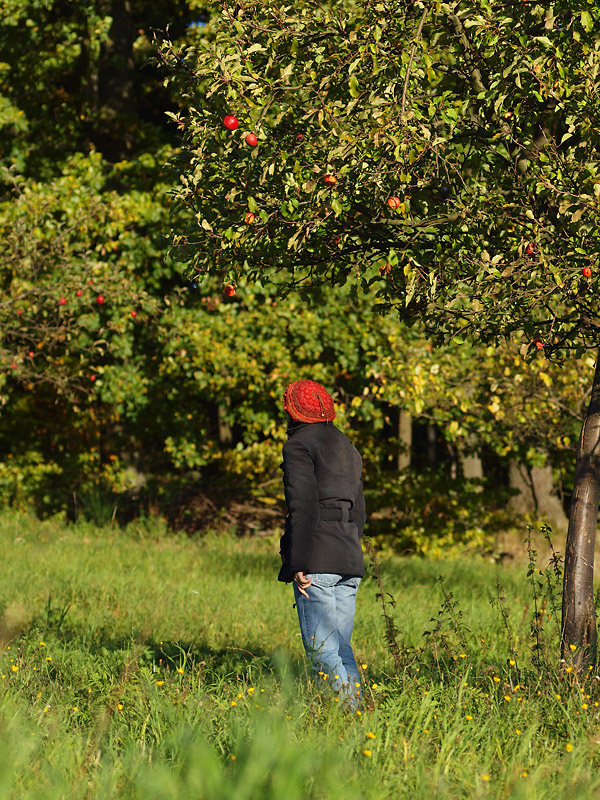 Name:  applesPA244354..jpg
Hits: 1044
Gre:  291,8 KB