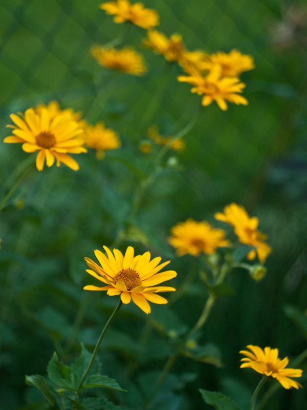 Name: blumen_f1-5..JPG
Hits: 6885
Größe: 221,0 KB